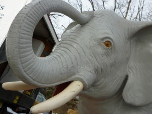 Elephant